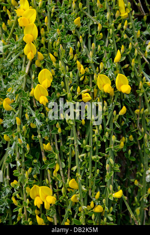 Prostrati Ginestra Cytisus scoparius ssp maritimus Jersey Isole del Canale, RU PL002210 Foto Stock