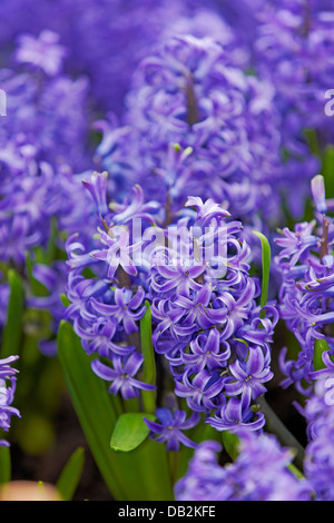 Giacinto comune. Nome scientifico: Hyacinthus orientalis. Giardini dalla Baia di Singapore. Foto Stock