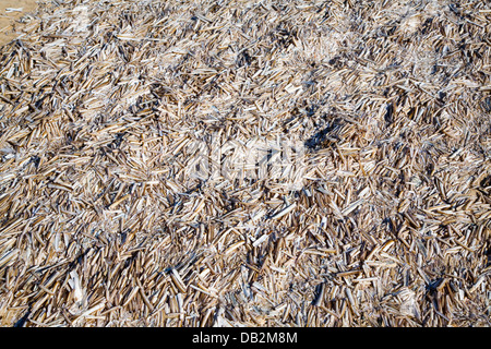 Enorme pila pod razorshells Ensis siliqua Holkham Norfolk Inghilterra Foto Stock