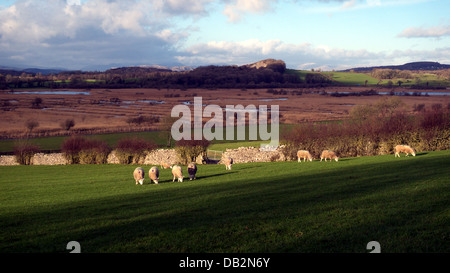 Vista ovest su Leighton Moss RSPB bird reserve, Silverdale, vicino a Carnforth, Lancashire, Inghilterra, Gran Bretagna. Foto Stock