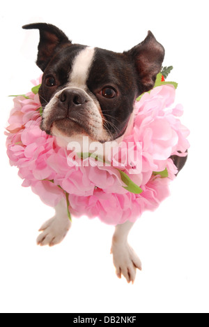 Boston Terrier cane indossando Hawaiian Lei Foto Stock