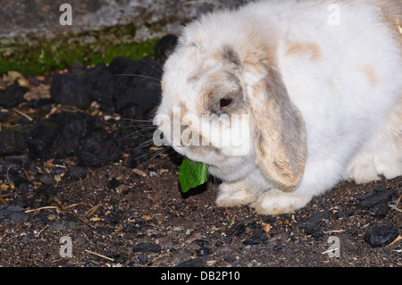 Dwarf Lop (Mini Lop) coniglio a mangiare una foglia di tarassaco. Foto Stock