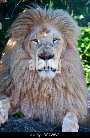 Casper, African Lion Bianco maschio (panthera leo), Isola di Wight Zoo, Sandown, Isola di Wight in Inghilterra Foto Stock