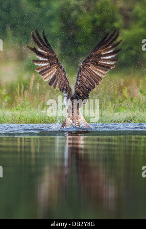 Falco pescatore (Pandion haliaetus) la pesca e la cattura di una trota a Aviemore, Cairngorms, Scozia Foto Stock