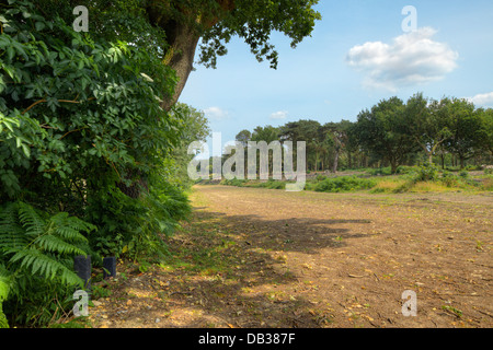 La posizione del vecchio A3 Londra a Portsmouth Road a Hindhead, poco dopo essere stato ripristinato torna alla brughiera. Luglio 2013. Foto Stock