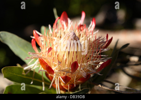 La protea indigeni in Bloom, Provincia del Capo Occidentale, Sud Africa Foto Stock