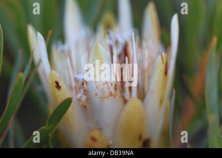 La protea indigeni in Bloom, Provincia del Capo Occidentale, Sud Africa Foto Stock