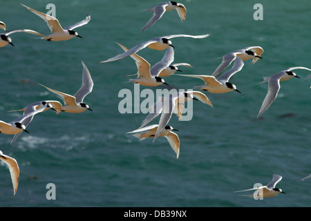 Bianco-fronteggiata Sterne (Tara - Sterna striata), Aramoana, porto di Otago, Dunedin, Otago, Isola del Sud, Nuova Zelanda Foto Stock