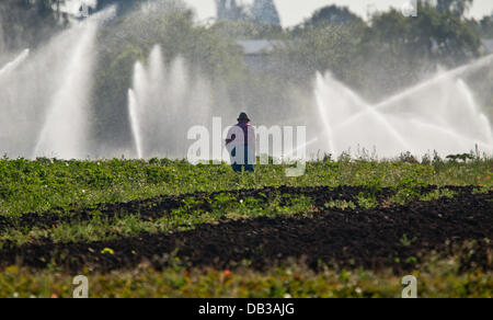 Un vegetale agricoltore lavora in un campo nella parte anteriore di un sistema di irrigazione in Knoblauchsland vicino a Nuremberg, Germania, 23 luglio 2013. Foto: DANIEL KARMANN Foto Stock