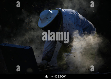 Un apicoltore di Puremiel, miele di una azienda che produce materie organiche miele, controlli alveari usando il fumo in Puerto Serrano, Cadice Foto Stock