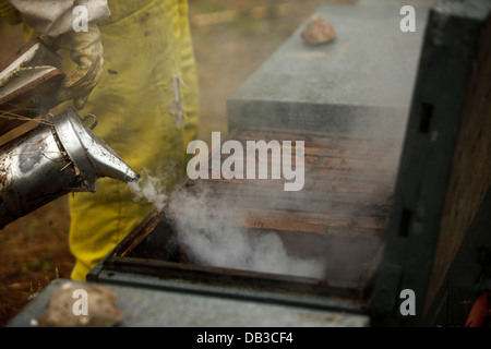 Un apicoltore di Puremiel, miele di una azienda che produce materie organiche miele, controlli alveari usando il fumo in Puerto Serrano Foto Stock