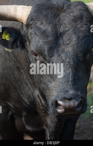 Welsh Bovini (Bos taurus). Testa di un Boll. Foto Stock