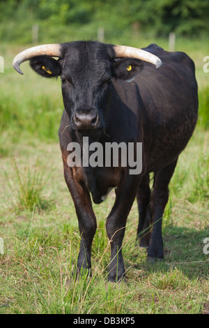 Welsh mucca nera (Bos taurus). Nativo di duplice scopo razza per il Galles. Una delle più antiche razze britannico noto per docilità. Foto Stock