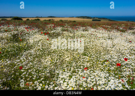 Field of white daisies and red poppies Wildflower Meadow Foto Stock