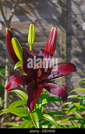 Il Lilium MAPIRA. Giglio. Foto Stock