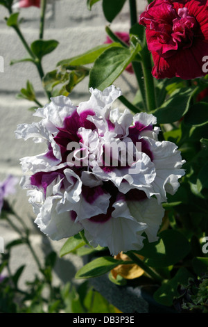 La petunia. PICOTEE. Varietà di orchidee. Foto Stock