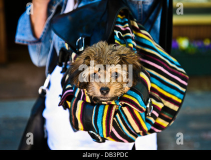 Primo piano carino Yorkshire Terrier cucciolo in una borsa da viaggio o in una borsa, Aspen, Colorado, USA, Stati Uniti, animali divertenti animali domestici isolati Foto Stock