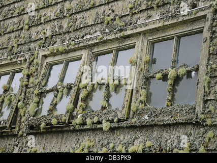 Uomo vecchio con la barba e il lichen appesi da windows Foto Stock