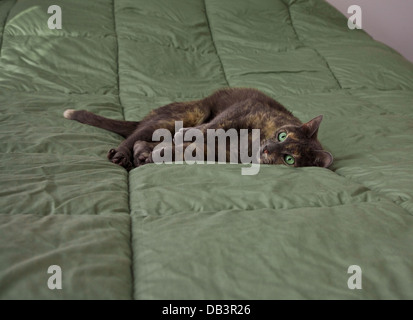 Un gatto domestico di Tortoiseshell adulto con gli occhi verdi che posano su un letto verde trapunta comforter, interno, isolato, umore animale felice gatto pigro 8,98mb Foto Stock