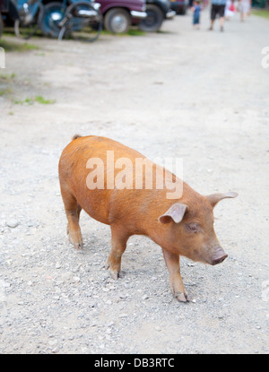 Maiale allo zenzero / piglet in roaming liberamente intorno ad un museo 1959 sulla ghiaia in CAE IAM 1950 Museo, Denbigh Foto Stock