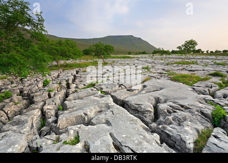 Ingleborough da Souther scale pavimentazione di pietra calcarea, North Yorkshire, Yorkshire Dales National Park, Inghilterra, Regno Unito. Foto Stock