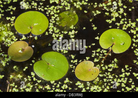 Frogbit (Hydrocharis morsus-ranae). Lascia sulla superficie di un Broadland dyke, Norfolk. Anche lenticchie d'acqua (Lemna sp. ) Foto Stock