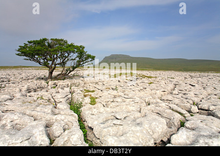 Un lone tree sul White Scar pavimentazione di pietra calcarea e distante Ingleborough, North Yorkshire, Yorkshire Dales National Park, Inghilterra, Regno Unito. Foto Stock