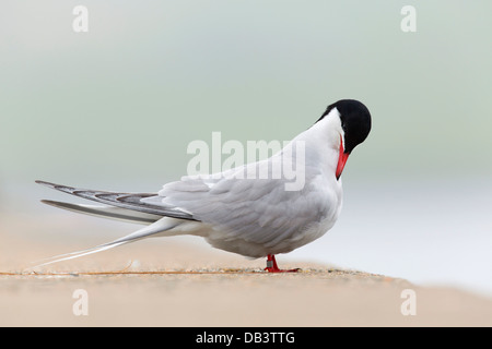 Comune; Tern Sterna hirundo; Preening; Shetland; Regno Unito Foto Stock