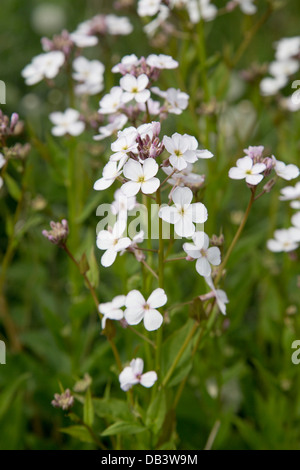 Dames viola; Hesperis matronalis; Shetland; Regno Unito Foto Stock