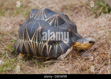 Irradiata tartaruga (Astrochelys radiata). Mostra tipici star-come marcature sul carapace di ogni scute, così il nome. Foto Stock