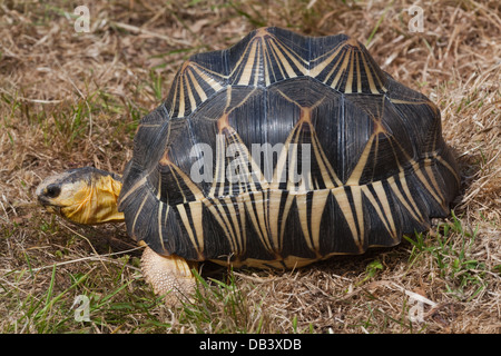 Irradiata tartaruga (Astrochelys radiata). Mostra tipici star-come marcature sul carapace di ogni scute, così il nome. Foto Stock