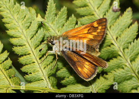 Macro Close-up di una femmina di colore bruno grandi Skipper butterfly (Ochlodes sylvanus) in posa su una felce Foto Stock