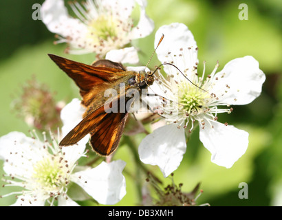 Macro Close-up di un maschio di grandi Skipper butterfly (Ochlodes sylvanus) foraggio su un fiore di blackberry Foto Stock