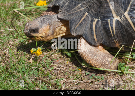 Irradiata tartaruga (Astrochelys radiata). Mostra delle preferenze del colore nella scelta degli alimenti vegetali. Verde e giallo. Foto Stock