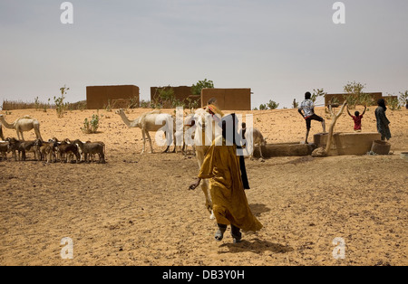 Il Tuareg mandriani in villaggio composto usando un cammello per aiutare a tirare l'acqua da un pozzo per gli animali a bere, NE Mali Foto Stock