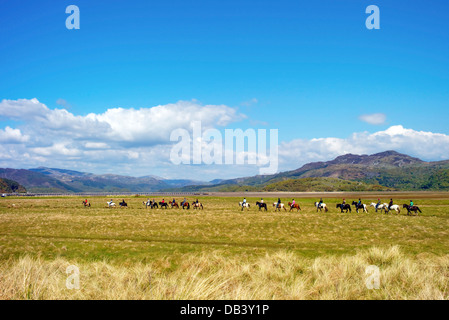 Una lunga linea di cavalli e pony ride su campi punteggiati di pecore con la gamma di cader delle montagne sullo sfondo, soleggiato Foto Stock