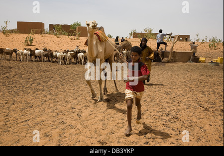 Il Tuareg mandriani e ragazzo in villaggio composto usando un cammello per aiutare a tirare l'acqua da un pozzo per gli animali a bere, NE Mali Foto Stock