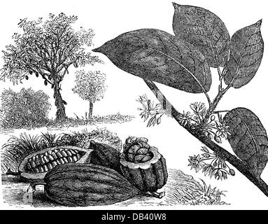 Botanica, alberi, cacao (Theobroma cacao), foglie, frutta, fagioli e fiori, incisione del legno, Germania, XIX secolo, cacao, cacao, famiglia, Malvaceae, piante, piante, storiche, storiche, diritti aggiuntivi-clearences-non disponibili Foto Stock