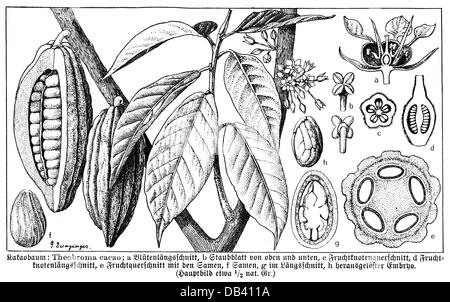 Botanica, alberi, cacao (Theobroma cacao), foglie, frutta, fagioli e fiori, incisione del legno, Germania, XIX secolo, cacao, cacao, famiglia, Malvaceae, piante, piante, storiche, storiche, diritti aggiuntivi-clearences-non disponibili Foto Stock