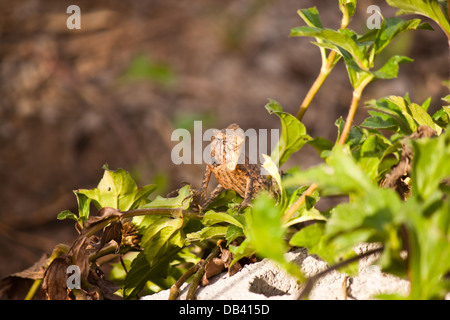 Le lucertole nei tropichi Foto Stock