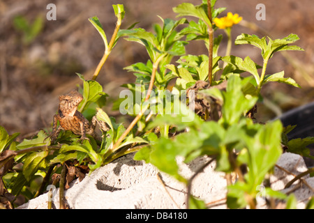 Le lucertole nei tropichi Foto Stock