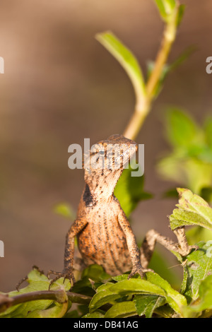 Le lucertole nei tropichi Foto Stock