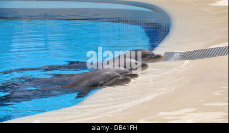 Quattro Delfini in appoggio le loro teste sul bordo della piscina Foto Stock