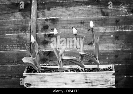 Vaso di fiori appesi sulla recinzione di legno Foto Stock