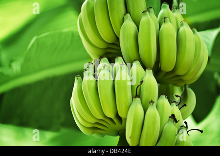 Banane acerbe nella giungla vicino fino Foto Stock