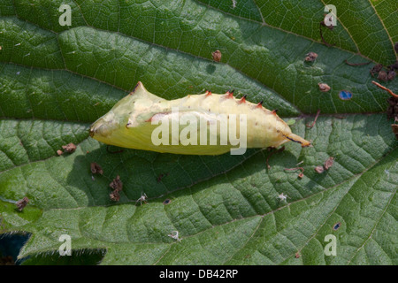 Farfalla pavone (Inachis io). Le pupe o crisalide, vista laterale in appoggio sulla pianta alimentare foglia di ortica (Urtico dioica). Estremità di testa a sinistra. Foto Stock