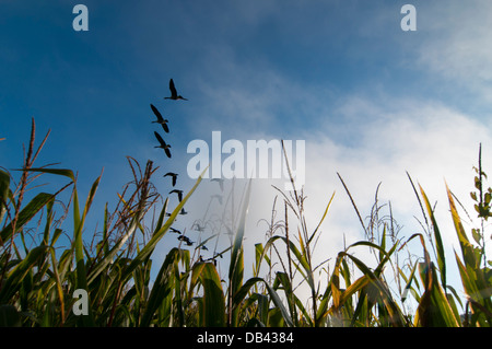 L'Europa, Belgio, Ardenne, foglie di mais di oche Foto Stock