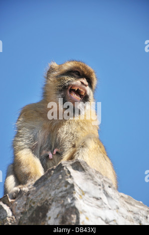 Basso angolo di visione di un ululano Barberia Ape contro un cielo blu chiaro. Situato sulla Upper Rock di Gibilterra. Foto Stock