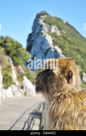 Barberia Ape con la Rocca di Gibilterra in background contro un cielo blu chiaro. Foto Stock