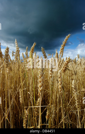 Campo di grano sotto un cielo tempestoso Foto Stock